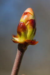 Horse Chestnut Bud In Springtime