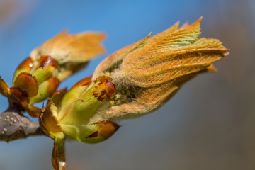 Chestnut Bud