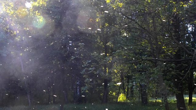 Poplar fluff flies in the forest, background of green leafy dark trees on a sunny day