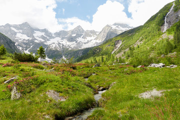 Berglandschaft mit Alpenrosen und kleinem Bach