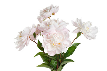 Fototapeta na wymiar Bouquet of light pink peonies isolated on white background.