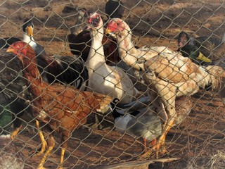 Galinhas e patos. © rose1967