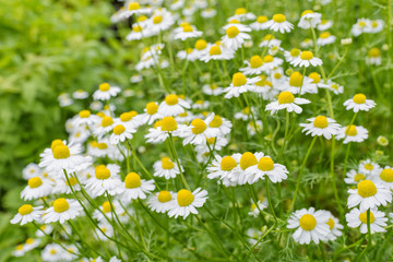 Wild Chamomile flowers growing on meadow. 