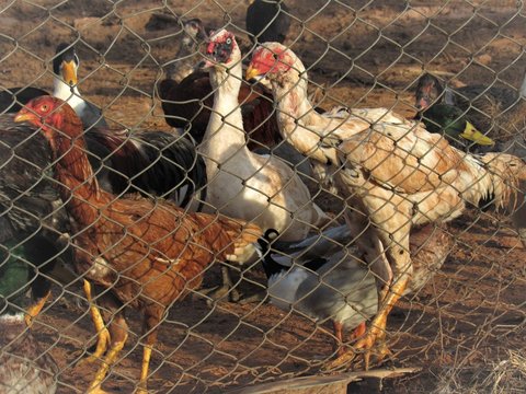 Galinhas e patos.