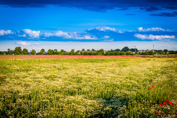 Mohnblumen- und Kamillenfeld mit Einfamilienh&auml;usern im Hintergrund