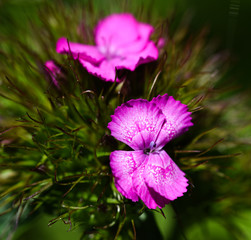 Sweet william flower