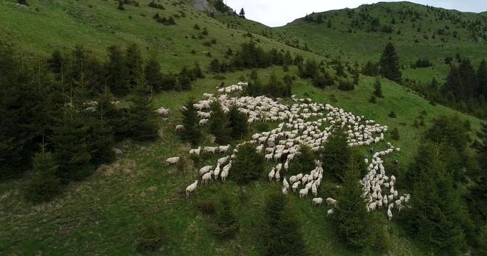 Aerial video of Romanian Carpathians with a flock of sheep running  - 50fps