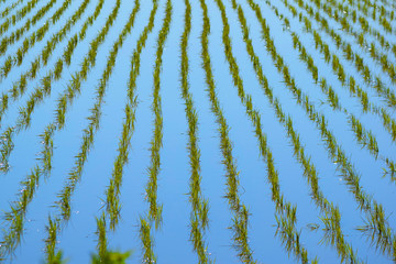 晴れの日の田んぼ