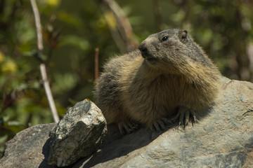 marmotte