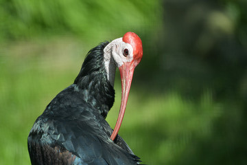 tropische Vögel in Tierpark