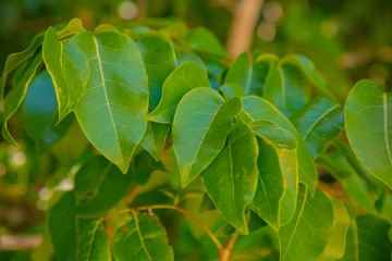 Green leaves illuminated by the sun