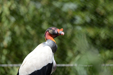 tropische Vögel in Tierpark