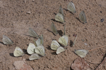 Butterfly Small White on sand © Pawel Sidlo