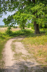 Road near the forest
