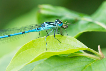 Libelle frisst Fliege