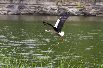 White Stork. Stork in flight.