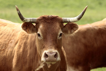 Naklejka premium Vaches de race limousine