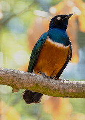 Lamprotornis superbus