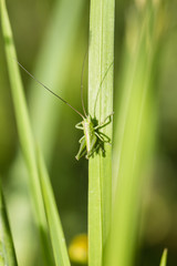 grasshopper on blade of grass