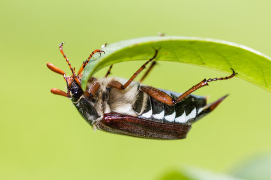 maybug on leaf closeup