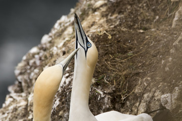gannets