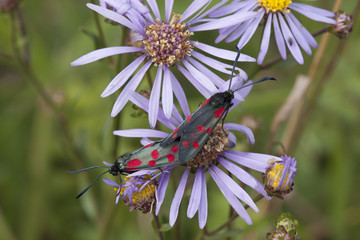 Butterly Six-spot Burnet copulating on flowers © Pawel Sidlo