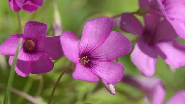Springtime. Macro shot of a pink crane&rsquo;s bill (Giant herb Robert).