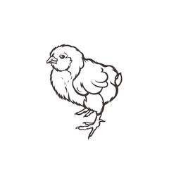 Chick. Poultry. Farming. Livestock raising. Hand drawn. Vector illustration.