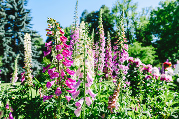 Pink Digitalis Foxgloves Plant Flowers In Garden