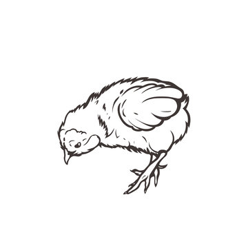 Chick. Poultry. Farming. Livestock raising. Hand drawn. Vector illustration.