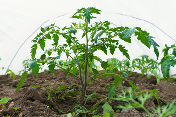 growing new tomato seedlings in a hotbed