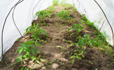 growing new tomato seedlings in a hotbed