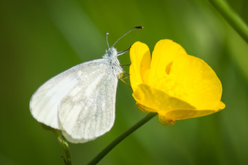 Cryptic Wood White butterfly on buttercup