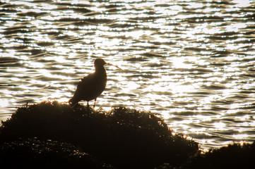 Curlew silhouetted by reflected sunlight