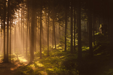Golden sun beams of rising sun, shining through the forest during the misty morning in spring in Lusatian Mountains