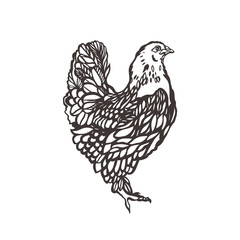 Chicken. Poultry. Bird painted with ink. Label for chicken products. Farming. Livestock raising. Hand drawn. Vector illustration.