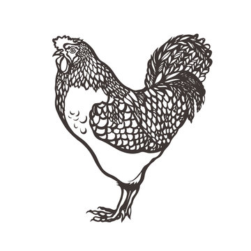 Rooster. Poultry. Cock painted with ink. Label for chicken products. Farming. Livestock raising. Hand drawn. Vector illustration.