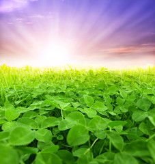 green clover field