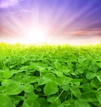 green clover field