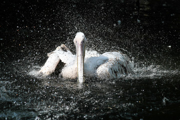 Rosa Pelikan - Pelecanus onocrotalus