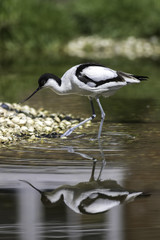 Avocet iconic wading bird in shallow water. Beautiful wildlife image.