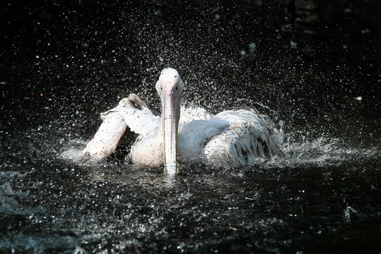 Rosa Pelikan - Pelecanus onocrotalus