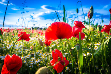Mohnblumenwiese mit Einfamilienh&auml;usern im Hintergrund - The Poppy Field