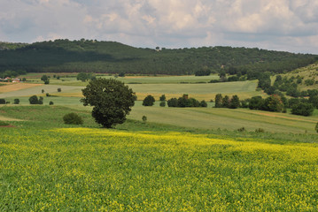 Green meadow with yellow flowers; landscape background.