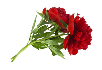 Peony isolated on white background