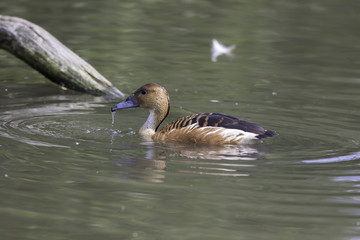 Fulvous whistling duck (Dendrocygna bicolor) in profile on water