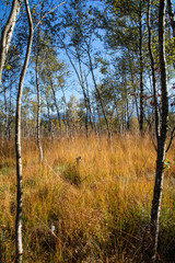 Fototapeta premium Herbst in der Kendlmühlfilz bei Grassau