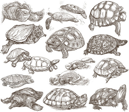 Turtles - collection of hand drawings, freehand sketches on white.