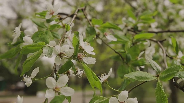 Green leaves and flowers hanging on a tree