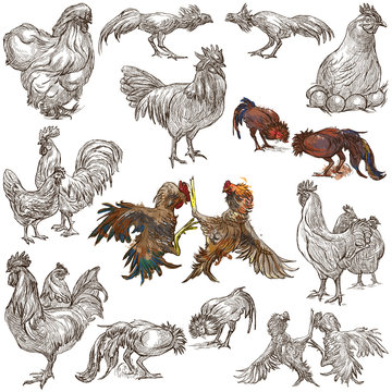 Poultry - An hand drawn full sized pack. Freehand sketching on white background.